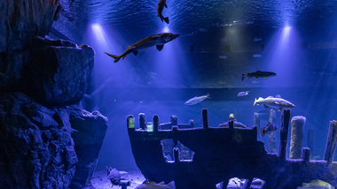 Ett foto på havets botten med ett båtvrak och fiskar.