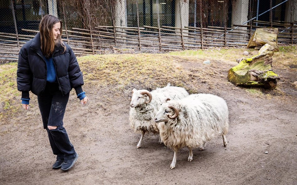 Elev i hage med två baggar.