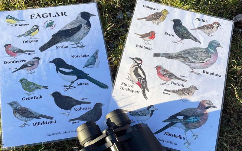 Två papper med olika svenska fåglar och en kikare.