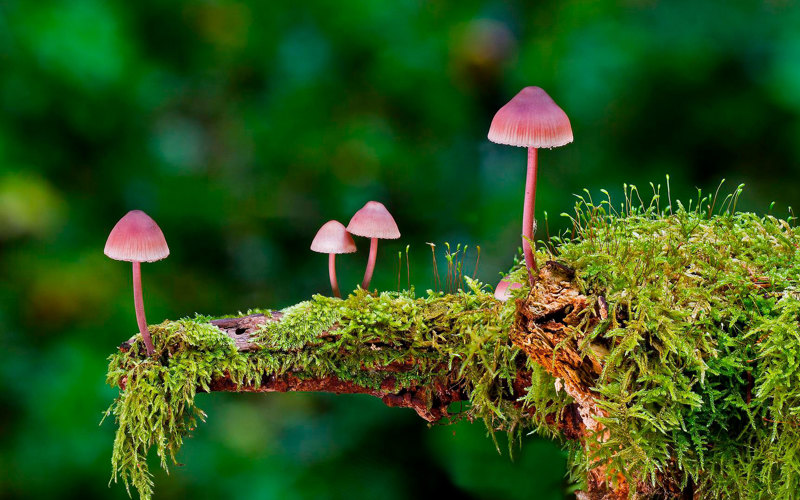 Små rosa svampar som växer på en mossbeklädd gren.