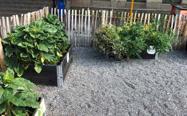 Gröna växter i pallkragar med grus runt om i ett inhägnat område.