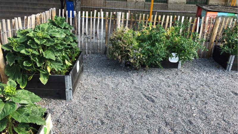 Gröna växter i pallkragar med grus runt om i ett inhägnat område.