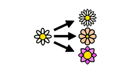 En blomma i mitten och tre pilar som pekar på tre olika blommor. Illustration.