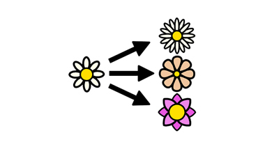 En blomma i mitten och tre pilar som pekar på tre olika blommor. Illustration.