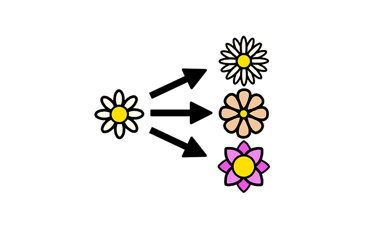 Illustration med en blomma i mitten och tre pilar som pekar på tre blommor.