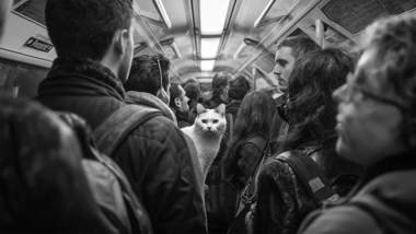 Svartvitt foto av en fullsatt tunnelbanevagn med en vit katt som framträder bland människorna.