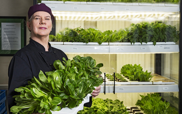 En person står intill ett odlingsskåp och håller i ett tråg med sallad.